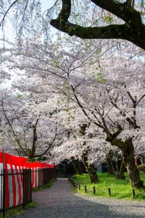 平野神社　つづく桜道