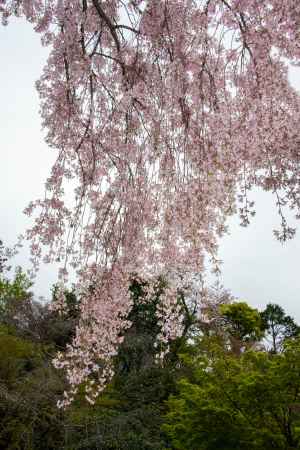 法金剛院　桜のカーテン