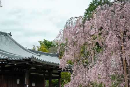 法金剛院　桜とコラボ