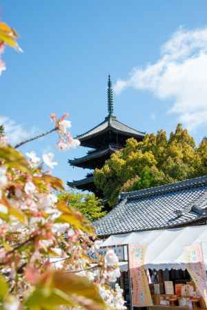 仁和寺　桜と五重塔