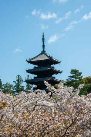 仁和寺　桜と塔
