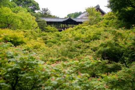 東福寺　緑の世界