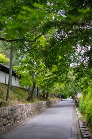 東福寺　緑の小径