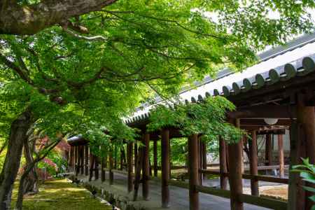 東福寺　緑風の通り道