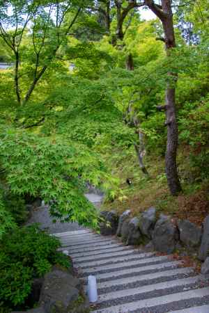 東福寺　緑の階段