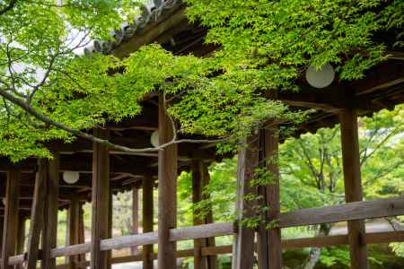 東福寺　新緑の風情