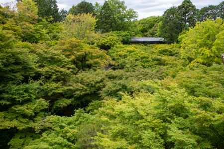 東福寺　緑に包まれた世界