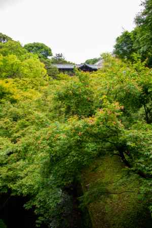 東福寺　あふれる緑