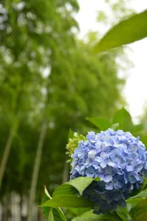 緑の香り　紫陽花の香り