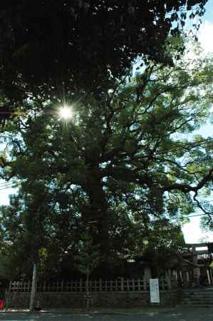 こもれびと新熊野神社