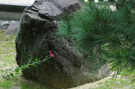 岩と菊と松のコラボ