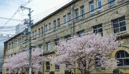 ビジネス街の春告げ桜