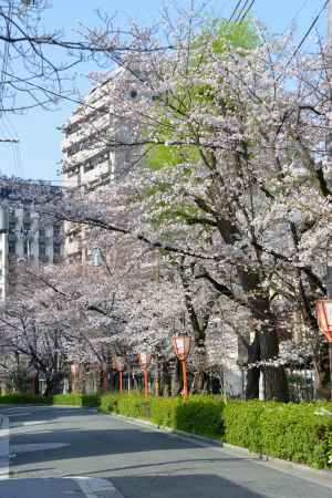 桜の木屋町