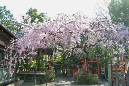 境内に広がる桜