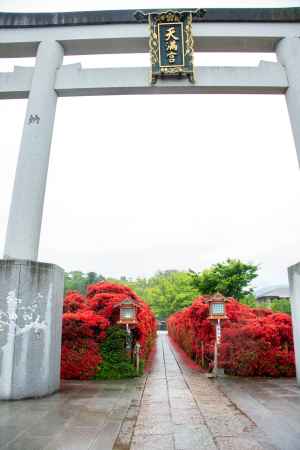 雨天の鳥居とツツジ