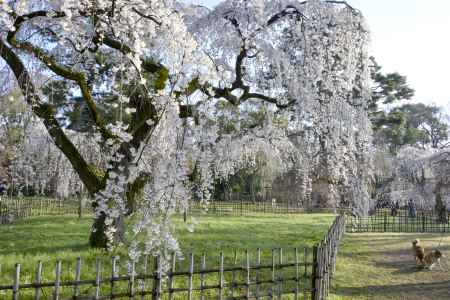 京都御苑の桜