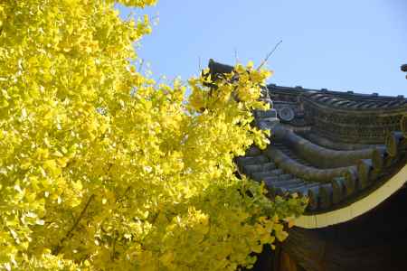 黄金色の仏光寺