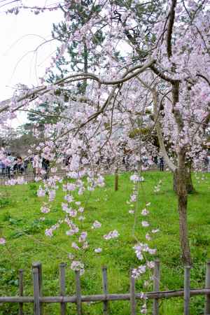 近衛邸の桜