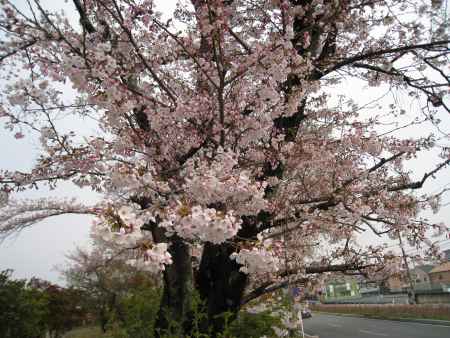 長岡天満宮の桜