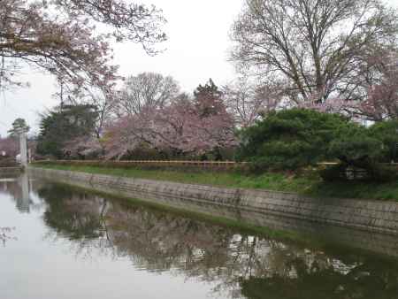 長岡天満宮の桜