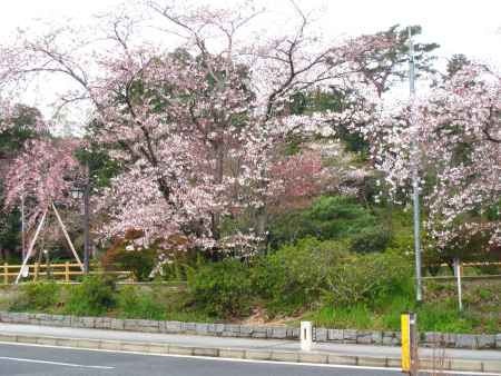 小道と桜