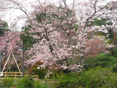 長岡天満宮の桜