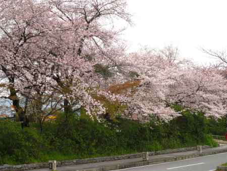 道沿いの桜並木