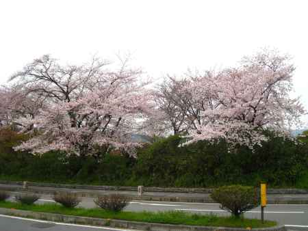 道沿いの桜並木