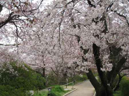 小道と桜