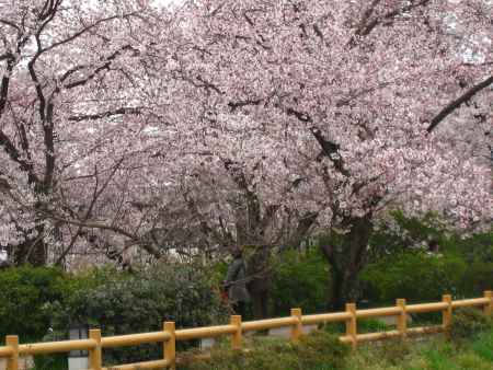 満開の長岡天満宮