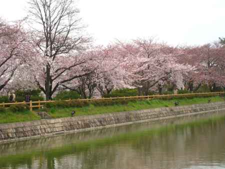 池と桜並木