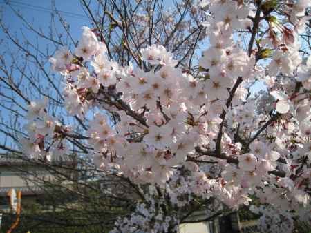 満開の桜の花　長岡天満宮