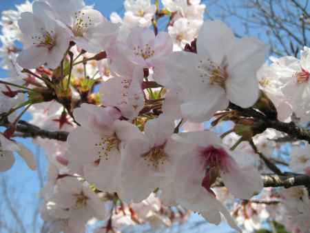 満開の桜の花　長岡天満宮