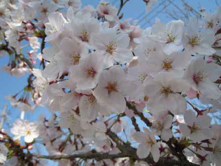 満開の桜の花　長岡天満宮