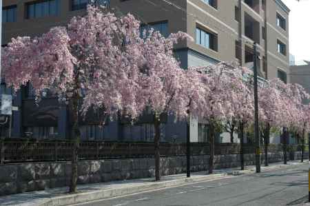 御所近くの桜並木