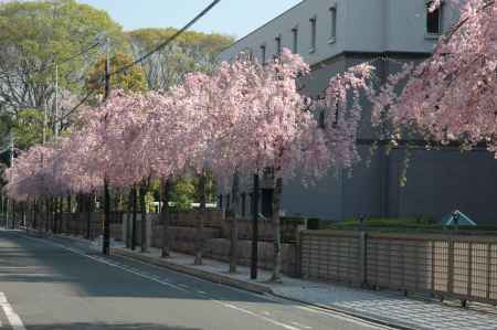 裁判所前の枝垂れ桜