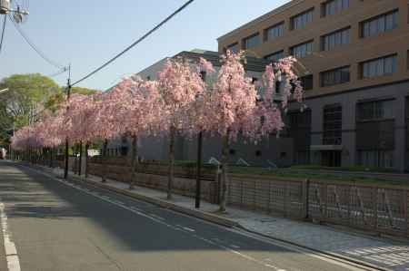 道路沿いの桜