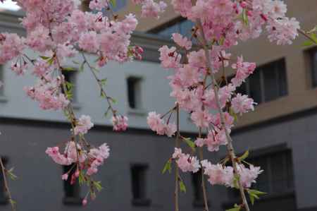 枝垂れ桜の花