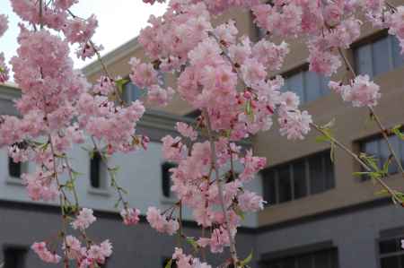 裁判所と桜の花
