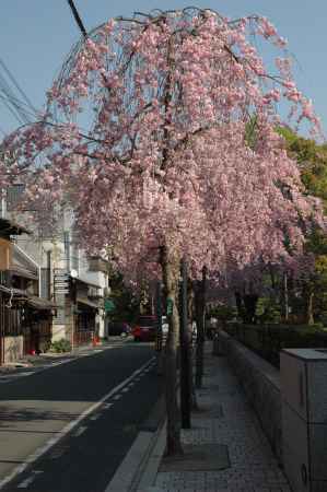 御所近くの桜並木