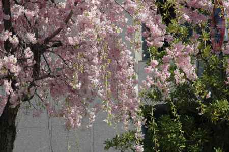 御所の近くの枝垂れ桜