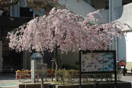 小学校に咲く枝垂れ桜