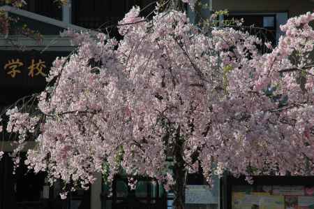 小学校に咲く枝垂れ桜