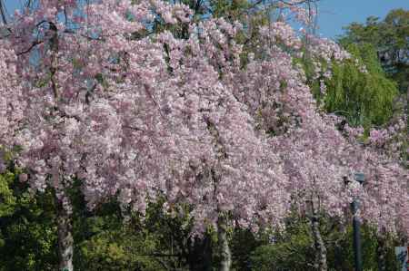 御所の近くの枝垂れ桜
