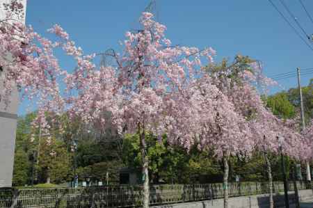 御所の近くの枝垂れ桜