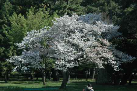 京都御苑の中　桜