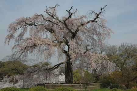 円山公園の枝垂れ桜