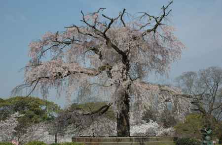 円山公園の枝垂れ桜