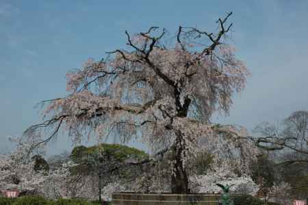 桜咲く円山公園