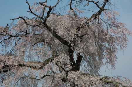 桜咲く円山公園